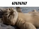 67 emote