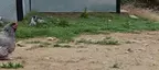 chickenRun