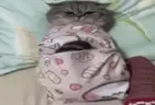 dih emote