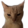 CatGrumpy emote