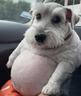chud emote