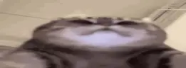 doingYourMom emote
