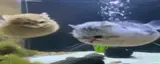catfish