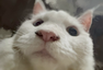 wuh