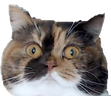 marbleStare emote