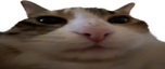 wideMABLE