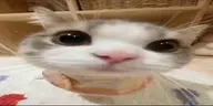 )) emote