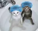 catsdance