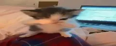 SCUBA emote