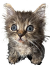 WUT emote
