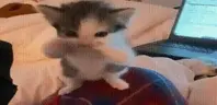 scuba emote