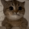 catStare emote