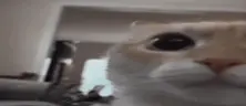 huu emote