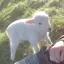 lamb