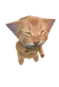 groovi emote