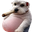 Choint