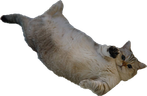 lejuTeddy emote