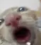 sosi