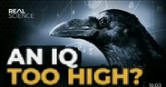 ANIQTOOHIGH emote