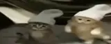 catsdance