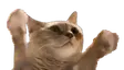 chormClap