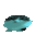 bawa
