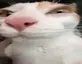 gue