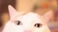 CatDrum