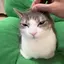 brush