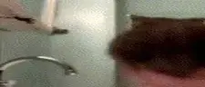 wideCatAss emote