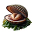 Clam