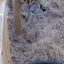 kasiPounce