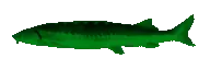 ChlorineFish