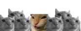 OneCat
