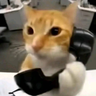 aloocat emote