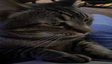 angryCat