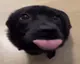 Waga