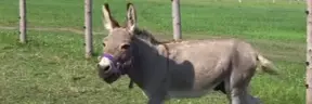 soundboard emote