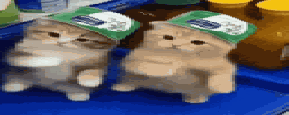 catsdansi