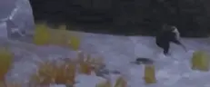 DEERING emote