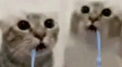 guh emote