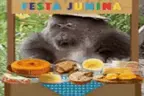 barraquinha emote