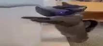 vr emote