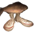 FIH