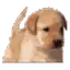 asphywag