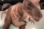 Konnichiwa emote