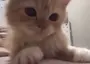 (