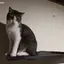 SullyJam