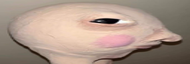 widehmsei