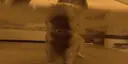 WhenYouAreDrowningButACatSavesYouByLickingUpAllTheWaterLikeBroIsAHero